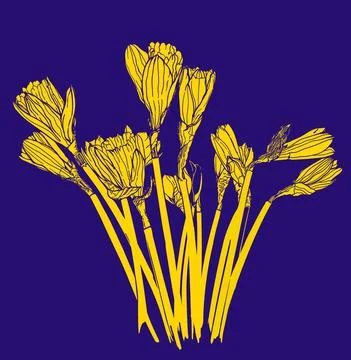 Yellow daffodils Stock Illustration