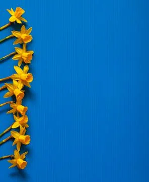 Yellow daffodils on the left side on a blue background and space for text. Stock Photos