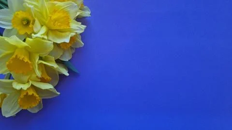 Yellow daffodils on left side of blue background. Stock Photos