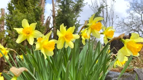 Yellow Daffodils in light rain and wind 库存影片 174876914