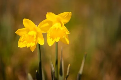 Yellow Daffodils on the meadow before spring. Stock Photos