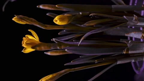 Yellow daffodils open up their blossoms Stock Footage 236196549