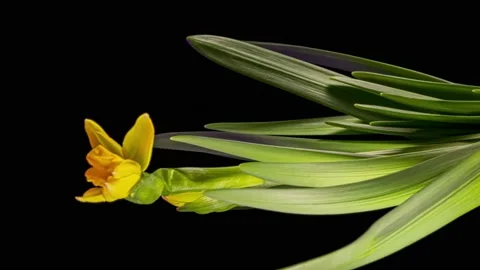 Yellow daffodils open up their blossoms Stock Footage 236196555