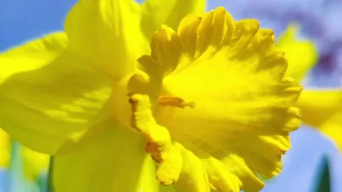 Yellow daffodils outside in spring, close up Stock Footage 239465969