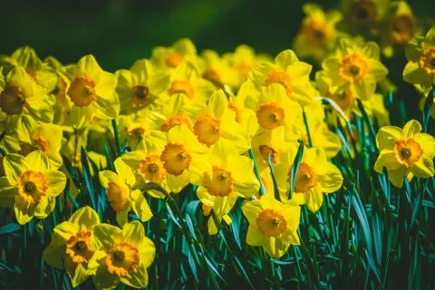 Yellow Daffodils in a park in Spring Stock Photos