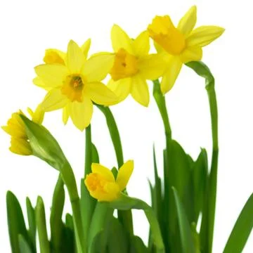 Yellow  daffodils Stock Photos