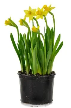 Yellow  daffodils Stock Photos