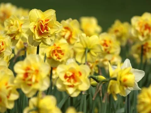 Yellow daffodils Fotos de archivo