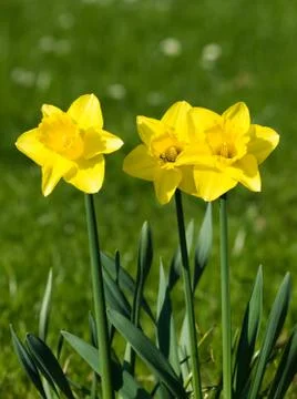 Yellow daffodils Stock Photos