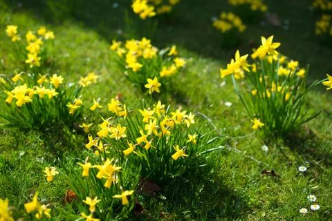 Yellow daffodils Stock Photos