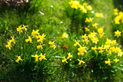 Yellow daffodils Stock Photos