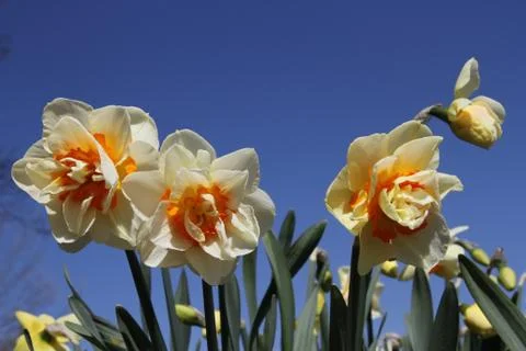 Yellow daffodils Stock Photos