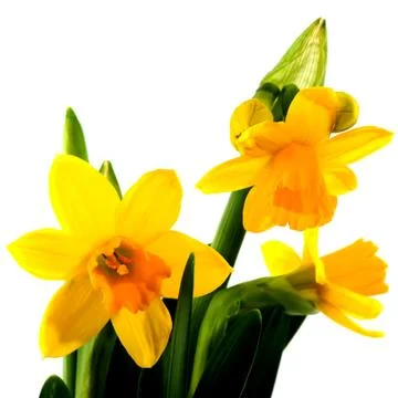 Yellow daffodils Foto stock
