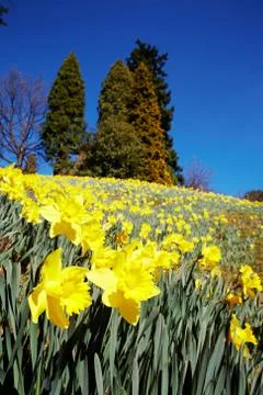 Yellow daffodils Stock Photos