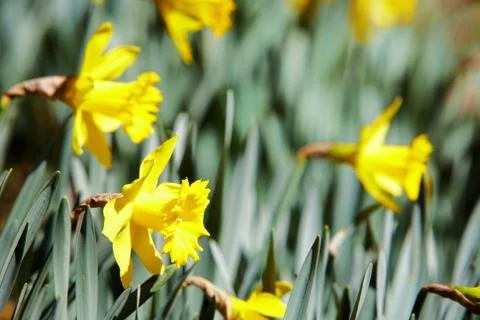 Yellow daffodils Stock Photos