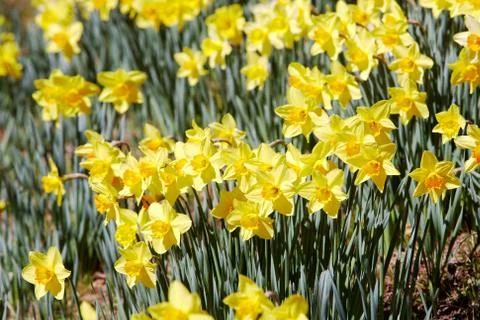 Yellow daffodils Stock Photos