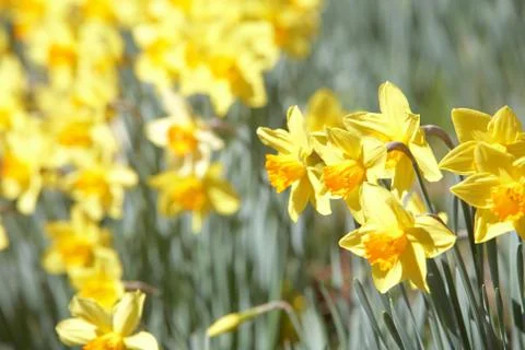 Yellow daffodils Stock Photos