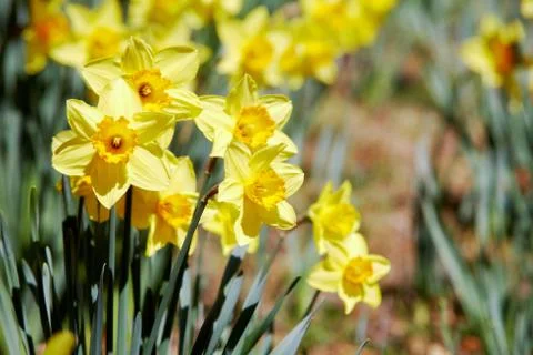 Yellow daffodils Stock Photos