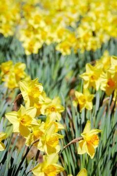 Yellow daffodils Stock Photos