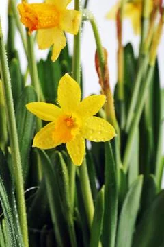Yellow daffodils Stock Photos