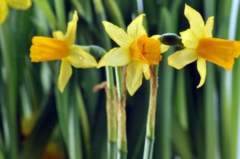 Yellow daffodils Stock Photos