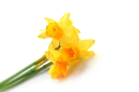 Yellow daffodils Stock Photos