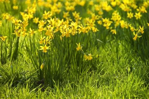 Yellow daffodils Stock-Fotos