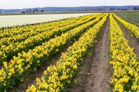 Yellow Daffodils Stock Photos