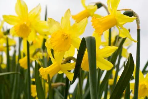 Yellow Daffodils Stock Photos