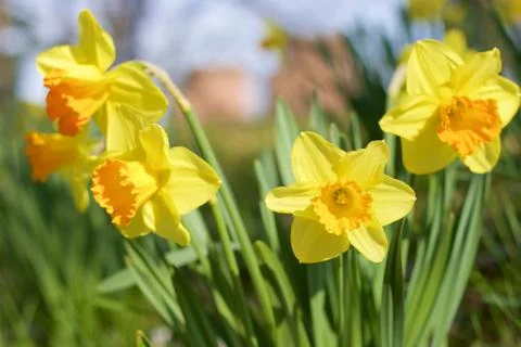 Yellow daffodils Stock Photos