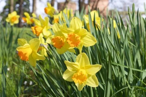 Yellow daffodils Stock Photos