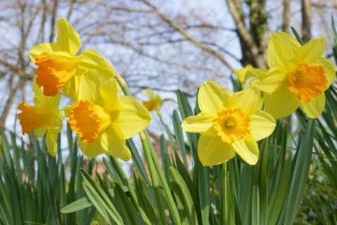 Yellow daffodils Stock Photos