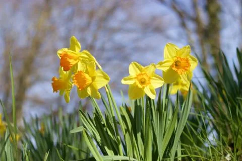 Yellow daffodils Stock Photos