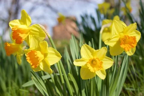 Yellow daffodils Stock Photos