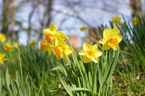 Yellow daffodils Stock Photos