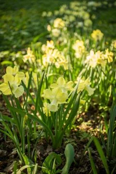 Yellow Daffodils Stock Photos