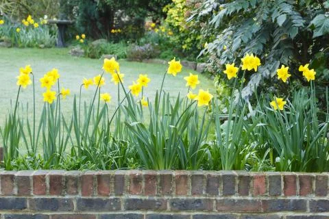 Yellow daffodils Stock Photos