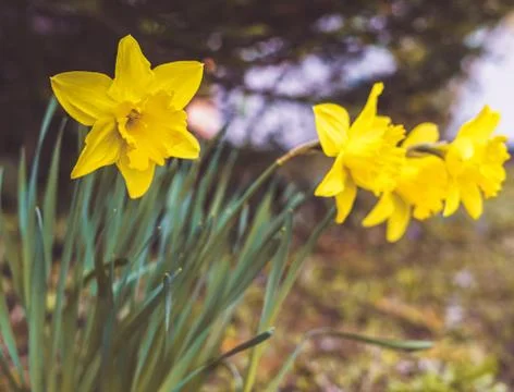 Yellow daffodils Stock Photos