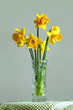Yellow daffodils. Stock Photos