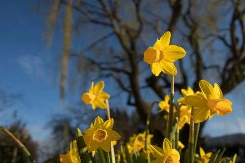 Yellow daffodils Stock Photos