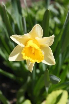 Yellow daffodils Stock Photos