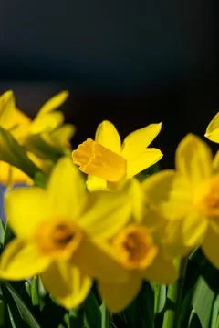 Yellow Daffodils Foto stock