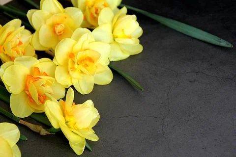 Yellow daffodils Stock Photos
