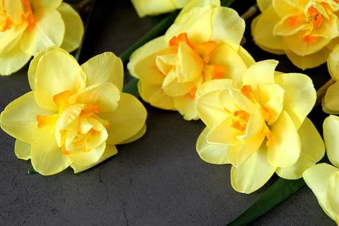 Yellow daffodils Stock Photos