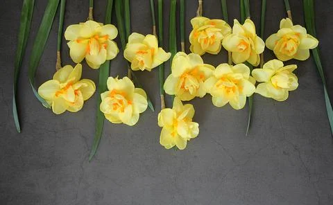 Yellow daffodils Stock Photos