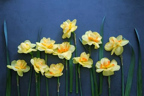Yellow daffodils Stock Photos