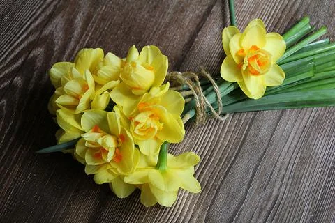 Yellow daffodils Stock Photos