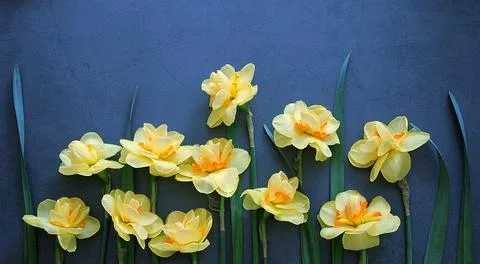 Yellow daffodils Stock Photos