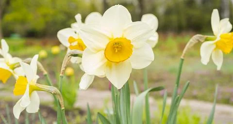 Yellow Daffodils Stock Photos