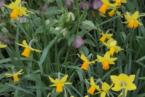 Yellow daffodils Stock Photos